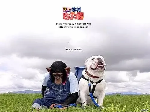 原来猩猩才是狗狗最的朋友