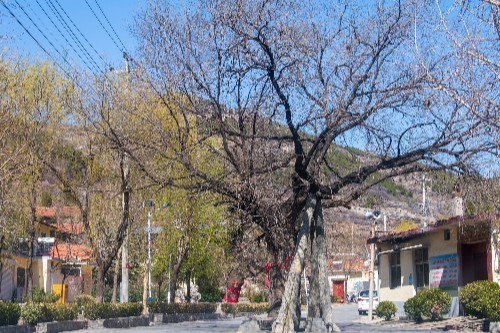 探寻大山深处的济南金刚纂村,盘山公路蜿蜒曲折,村里有两棵古树