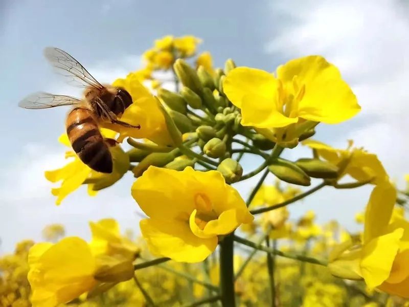 泾阳油菜花海美如画