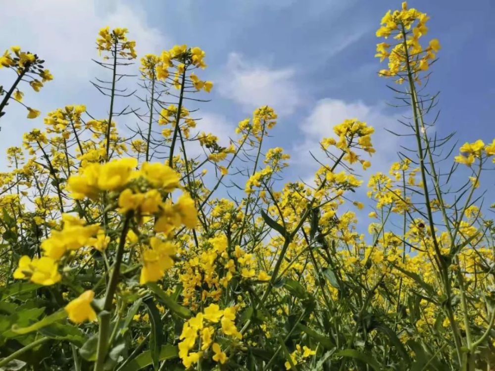 泾阳油菜花海美如画