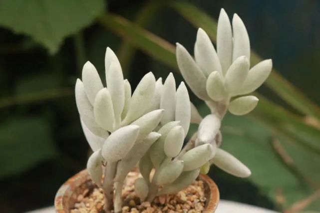 银月菊科千里光属多肉植物中小种覆蚕丝状白毛