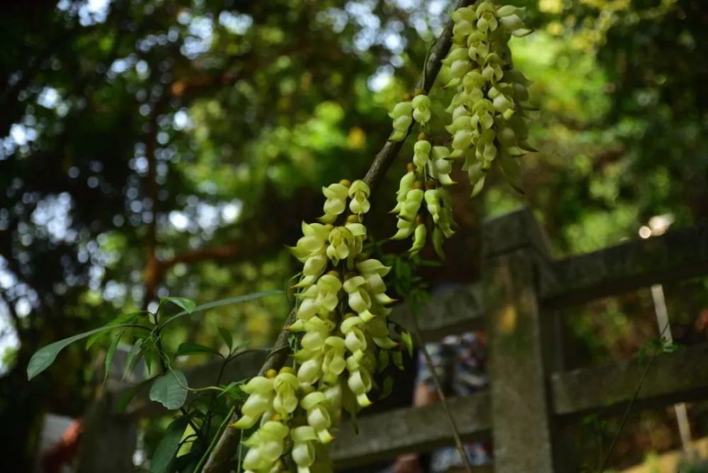 广州天鹿湖森林公园禾雀花_腾讯新闻