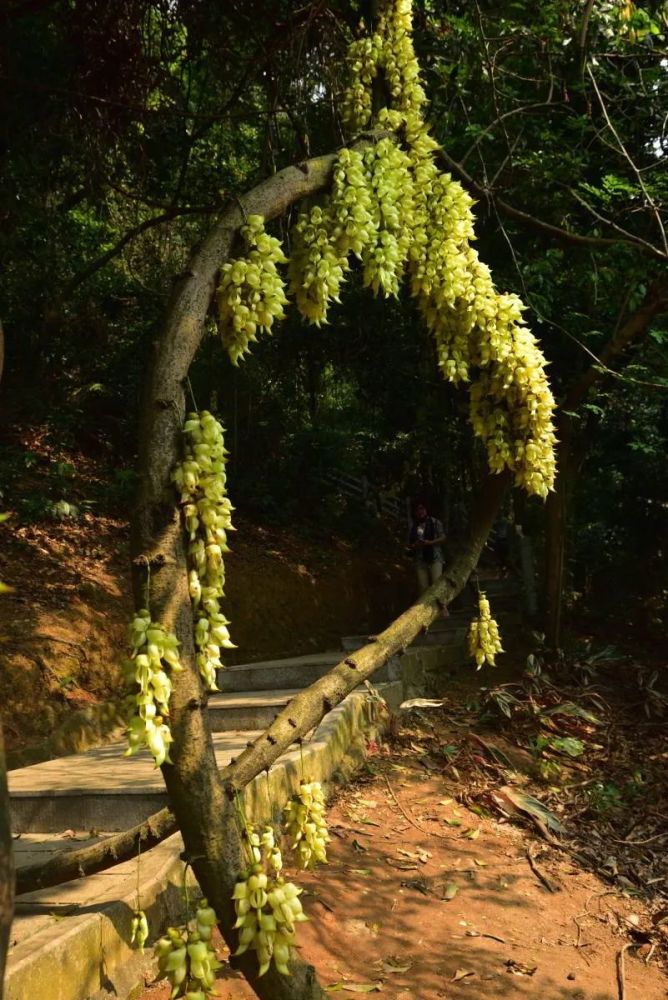 广州天鹿湖森林公园禾雀花_腾讯新闻