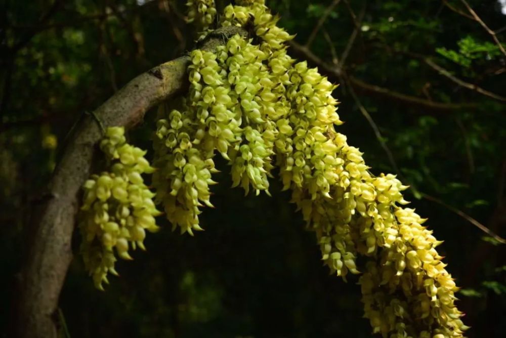 廣州天鹿湖森林公園禾雀花_騰訊新聞