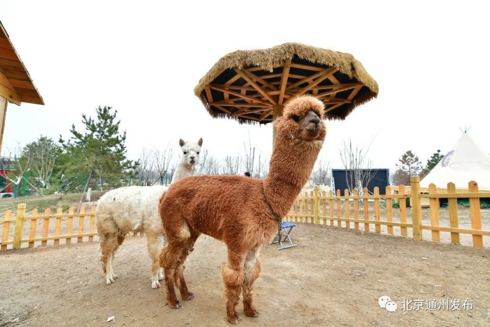 餵羊駝,牽矮馬,賞春花…綠心公園春花節來啦!還有萌寵樂園親子游