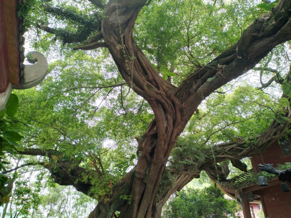 超哥旅行記英德慈湖豐盛古寺