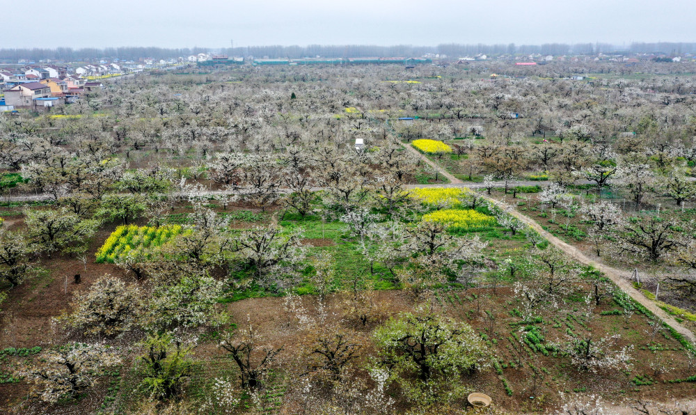 社会江苏滨海万亩梨花竞开放
