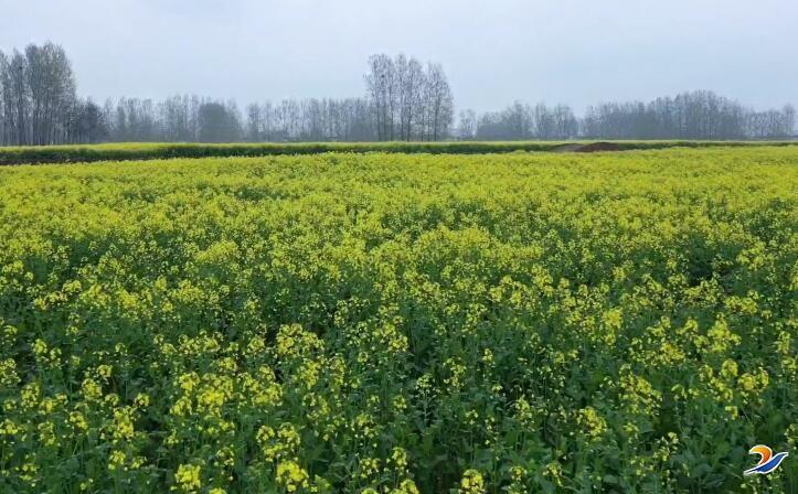 在沙河商水段渠首至葫芦湾的18公里河堤内外,近5000亩的油菜花迎春