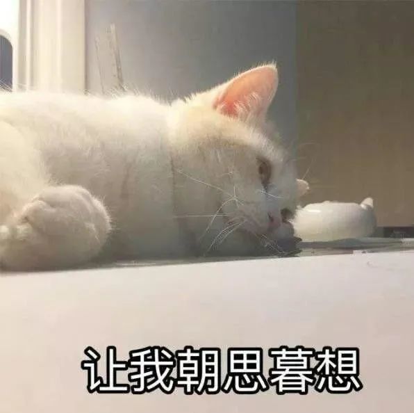 今日份沙雕表情包让我朝思暮想