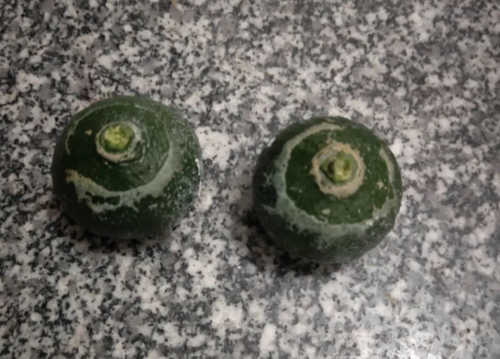 柑橘花前花后防好蓟马 花皮果少一半 你弄懂了吗 腾讯新闻