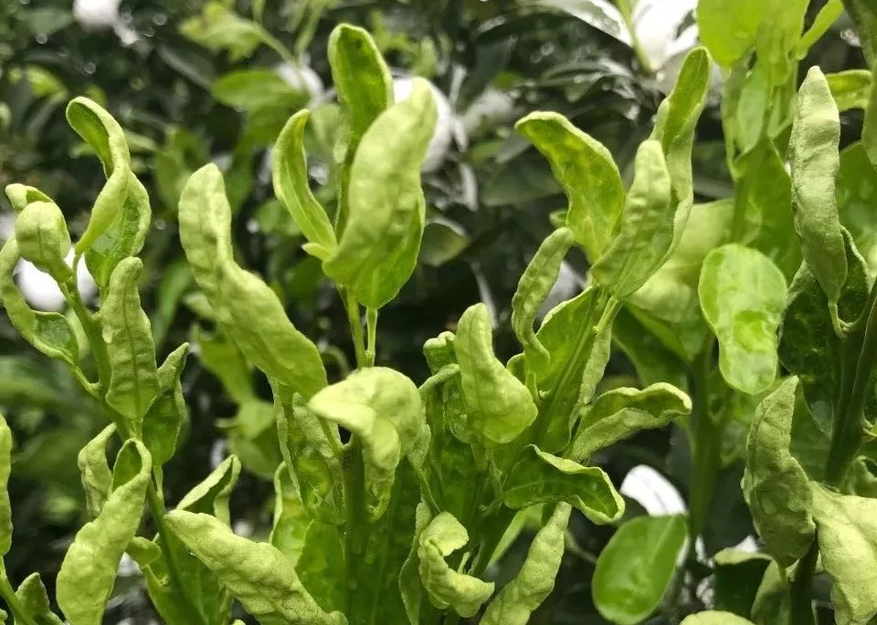 柑橘花前花后防好蓟马 花皮果少一半 你弄懂了吗 腾讯新闻
