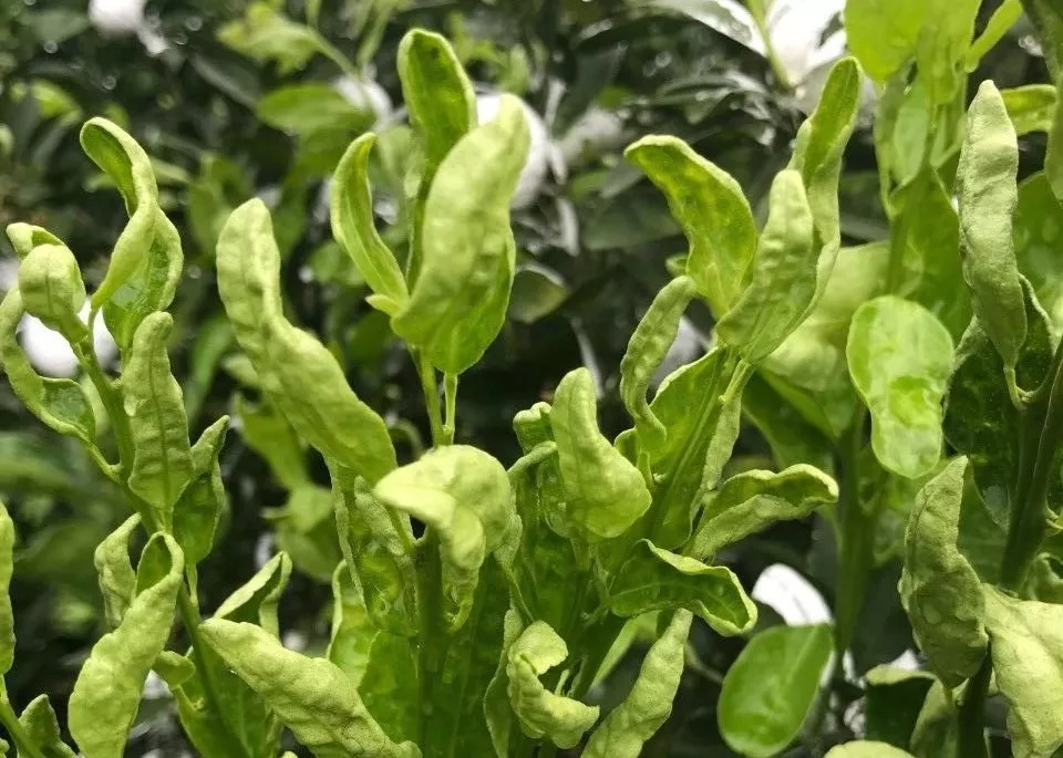 柑橘花前花後防好薊馬花皮果少一半你弄懂了嗎