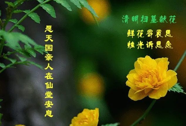 清明 借春風一縷明月捎去我的思念祈願天堂親人們安好!