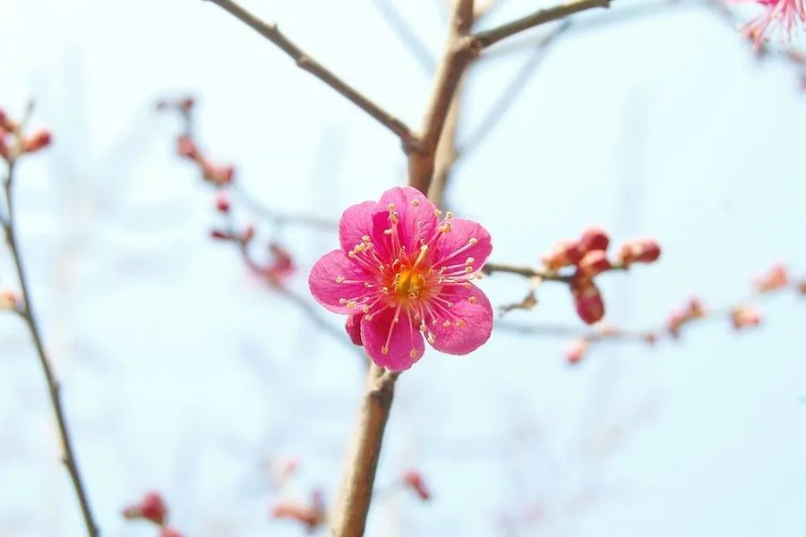 天秤座4月运势 依旧桃花不断 暧昧关系也不少 要谨慎作出选择 腾讯新闻