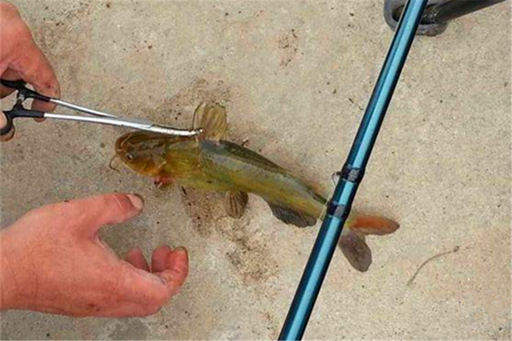 野钓黄颡鱼,就用串钩钓法,简单到只用"等",收获更有保证!