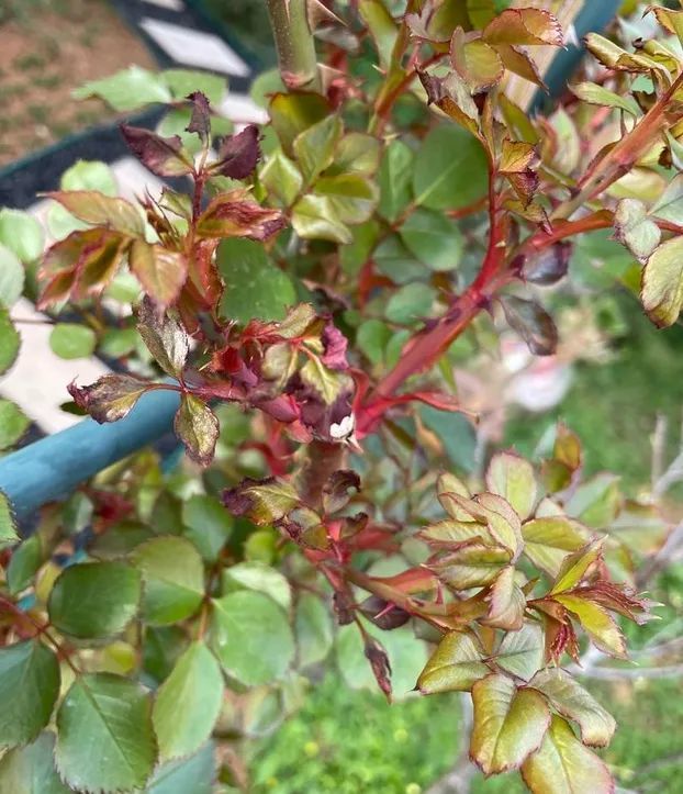 月季新叶畸形卷曲,还出现枯萎怎么回事?这两个诱因,春天很常见!