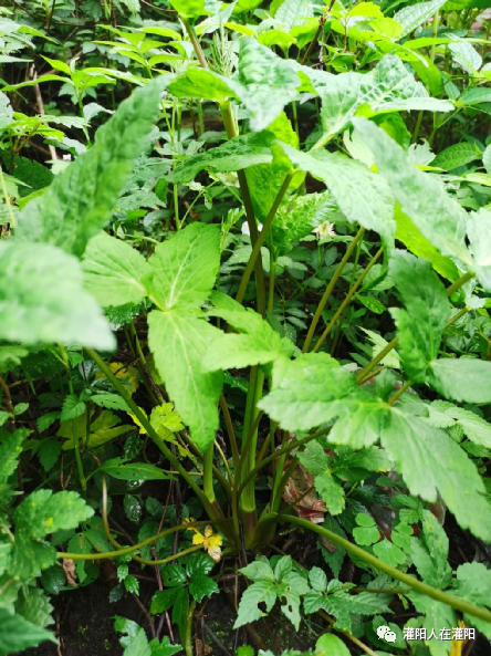 家乡的美味:鸭脚菜