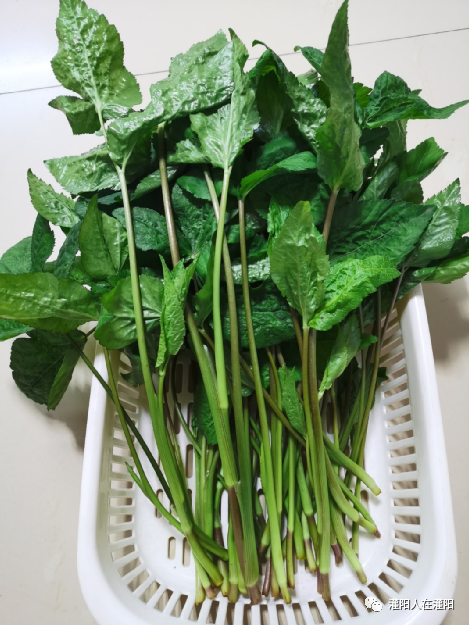 家乡的美味:鸭脚菜