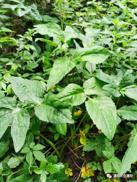 家乡的美味鸭脚菜