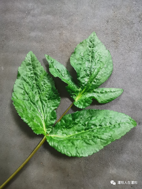 家乡的美味:鸭脚菜