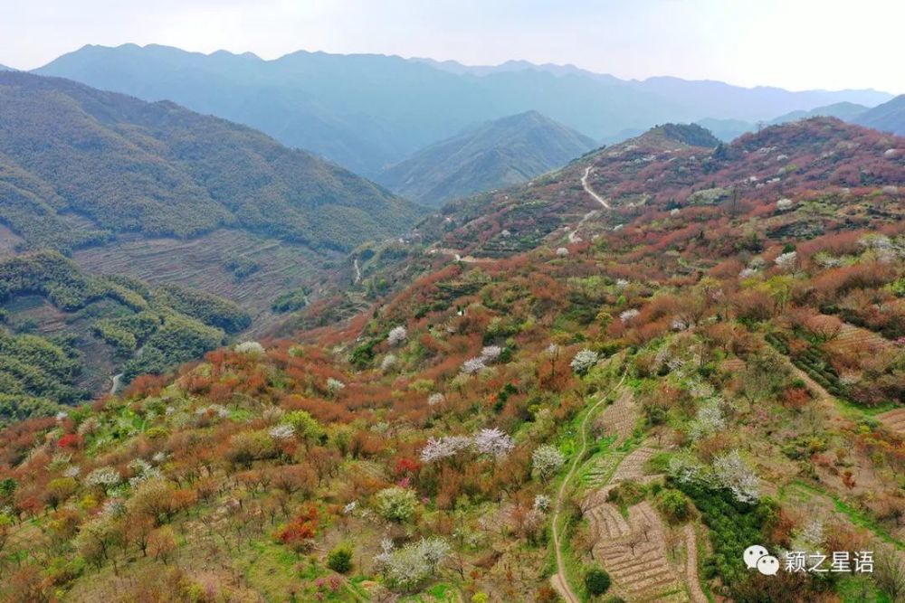 峰回路转千年古村樱花盛开村民是王羲之后裔