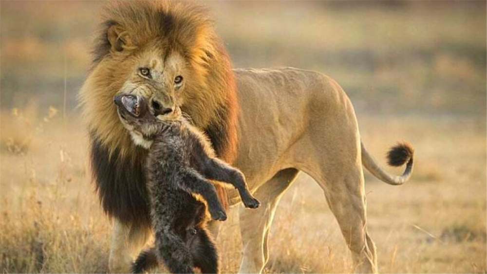 狮子和鬣狗之间的战争不断升级鬣狗我冤枉啊