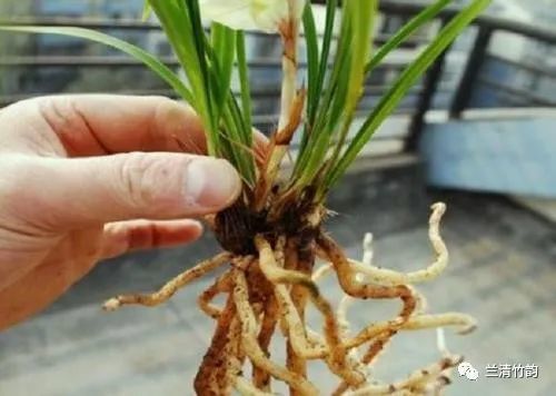 兰花怎么养兰花怎样分根和上盆