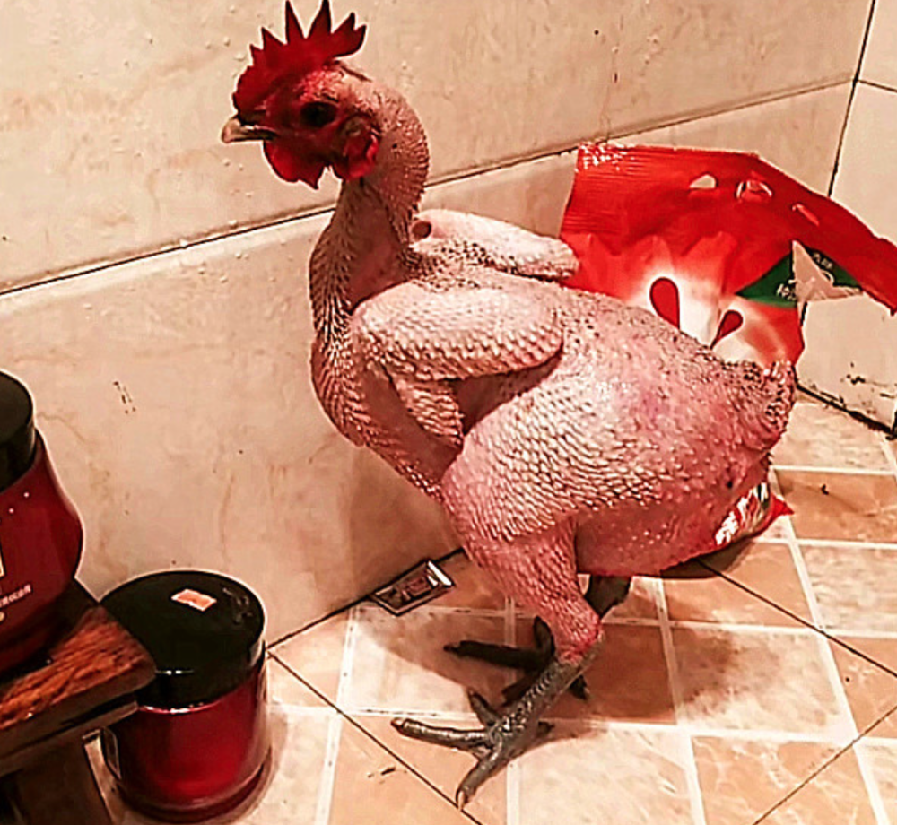 买了只宠物鸡养了一个月一直掉毛不断模样把孩子吓到了