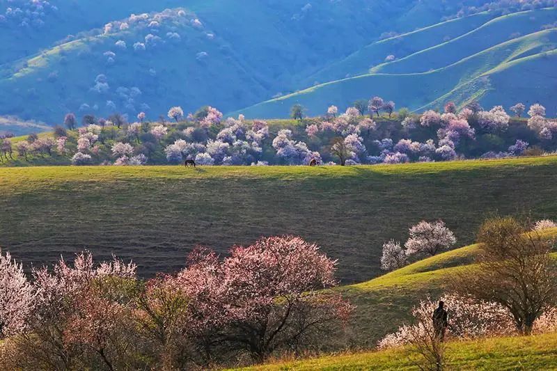 中的伊犁杏花新疆伊犁·杏花赏花列车第三站,西北在赏花的季节里