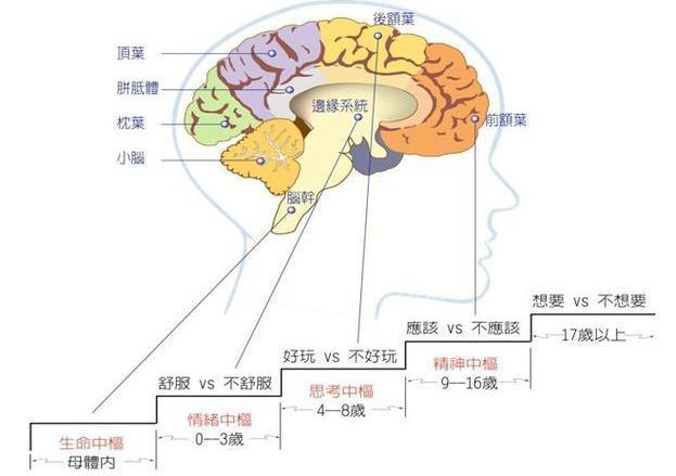 孩子情绪暴躁,和大脑发育有关,养成这三个习惯,好脾气从小培养