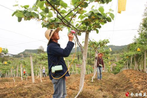 村民当起勤劳 小蜜蜂 为猕猴桃丰收 传花授粉 腾讯新闻