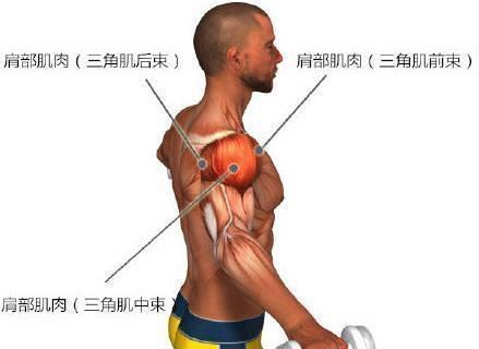 后,外侧包裹肩部球窝关节,肌束分前束,中束,后束3个部位突出于肩部