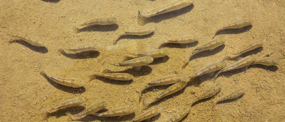 仅存38条的沙漠鱼,与世隔绝6万年,人类为何不将它们转移出沙漠