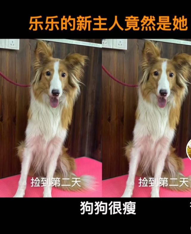 赵露思领养流浪狗聊天记录曝光本人没明星架子善良有爱心
