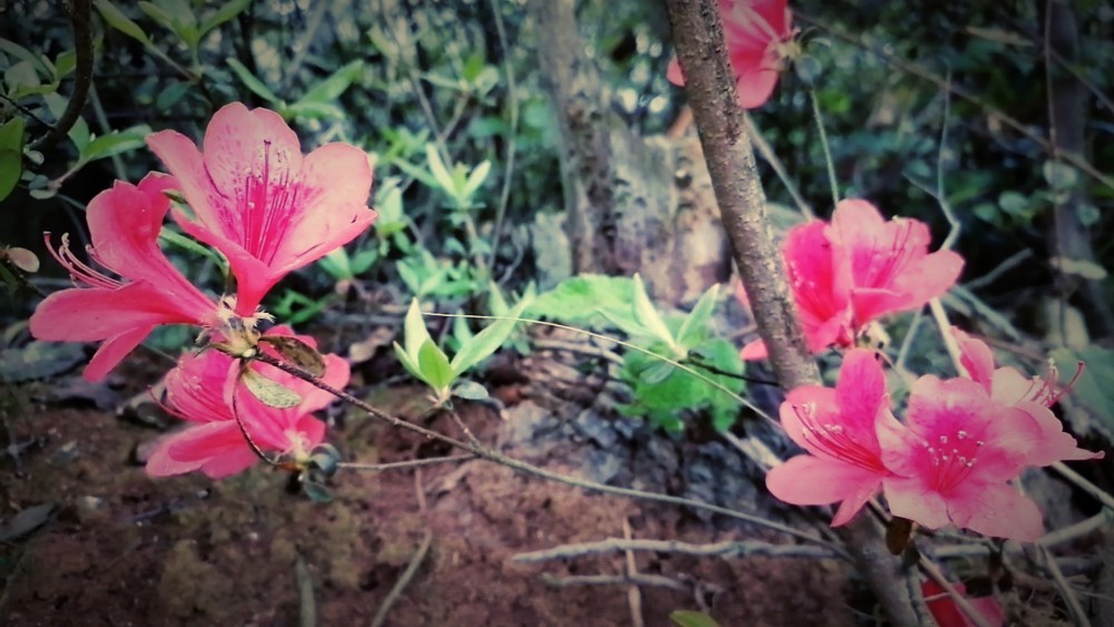 清明节你去踏青了吗霞浦这片山上的杜鹃花等你来打卡