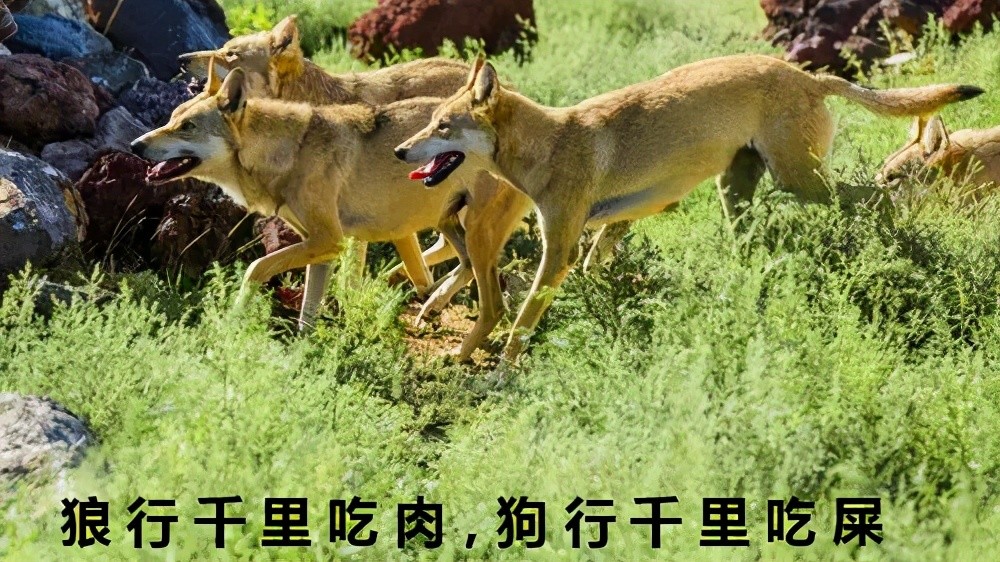 "这句话,从生物学的角度来解释就是说,狼是肉食动物而不是食草动物,狼