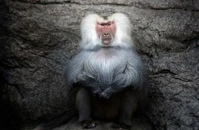 36年前移植狒狒心脏的女婴手术虽很成功结局却令人惋惜