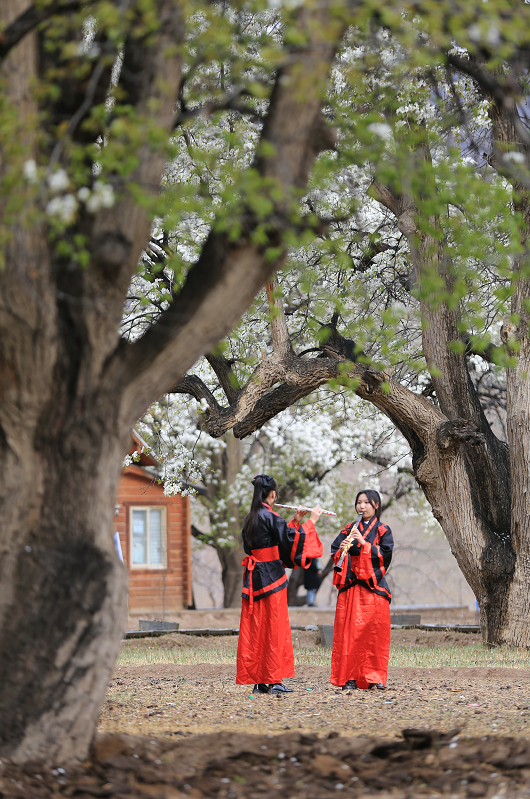 多图速览中卫市第十五届南北长滩黄河梨花节现场