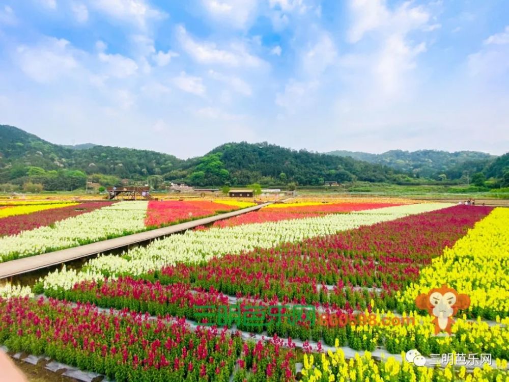 从万寿岩遗址公园步行约500米可以到达岩下花海,去年国庆节的时候这里