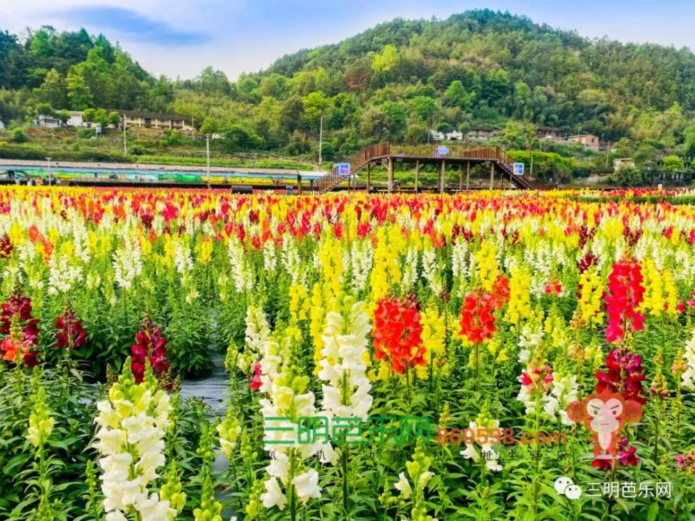 超美!三明这片花海盛开了,距离市区仅40分钟…_腾讯新闻