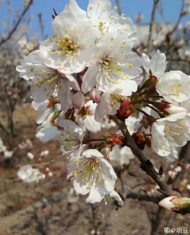 清明赏花 带上这份花卉图谱 变身行走的识花机器 腾讯新闻