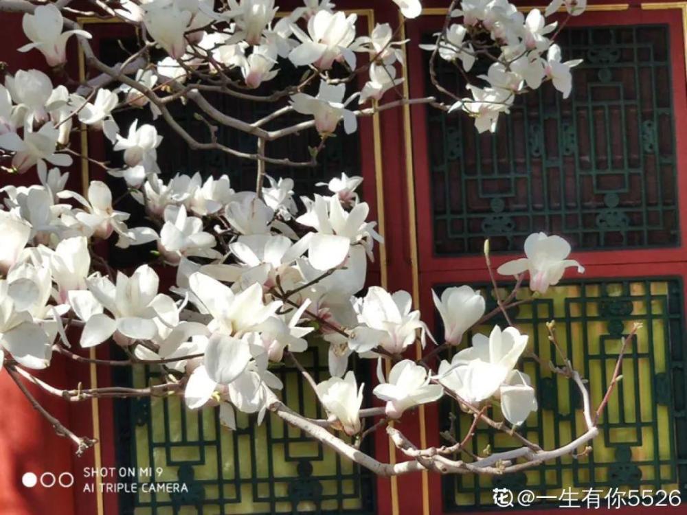 清明赏花 带上这份花卉图谱 变身行走的识花机器 腾讯新闻