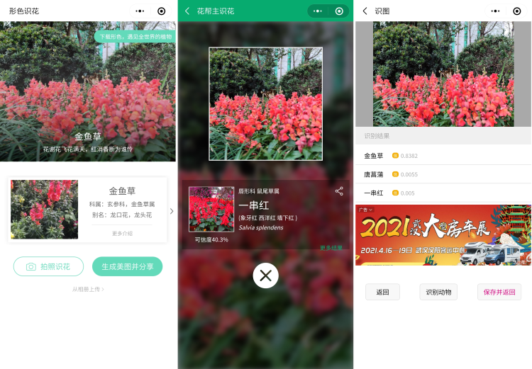 实测有用 3款 识花小程序 让你再也不愁认错花 腾讯新闻