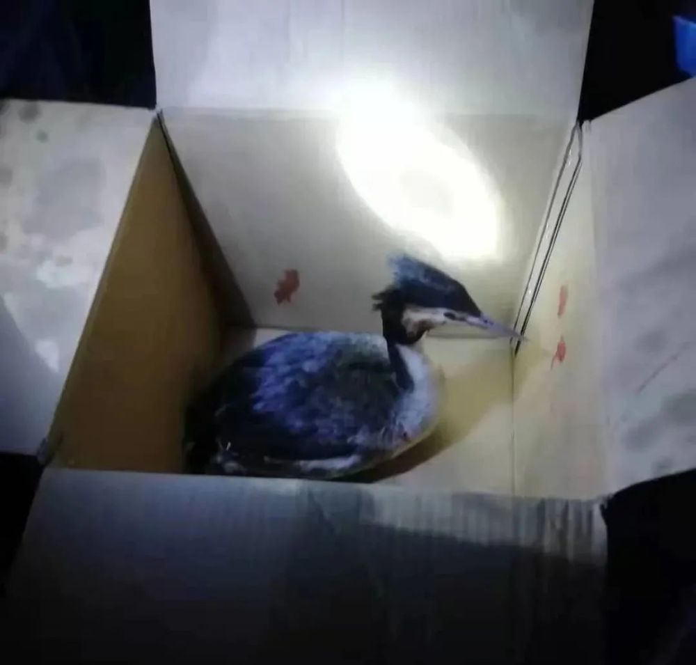 一只奇怪的 野鸟 竟跑到了市民店门口 腾讯新闻