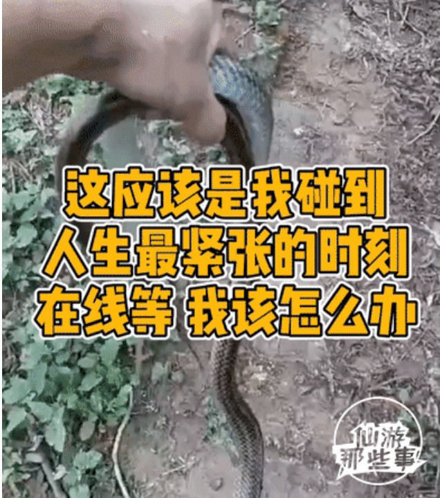 【何晕】下体被蛇咬住!莆田一阿弟糕抓蛇时出事了!