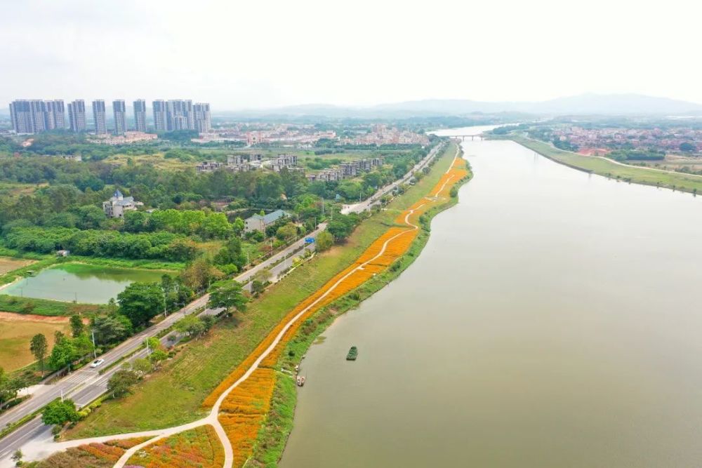 惊艳全国三水芦苞花海登上央视快来打卡同款美景