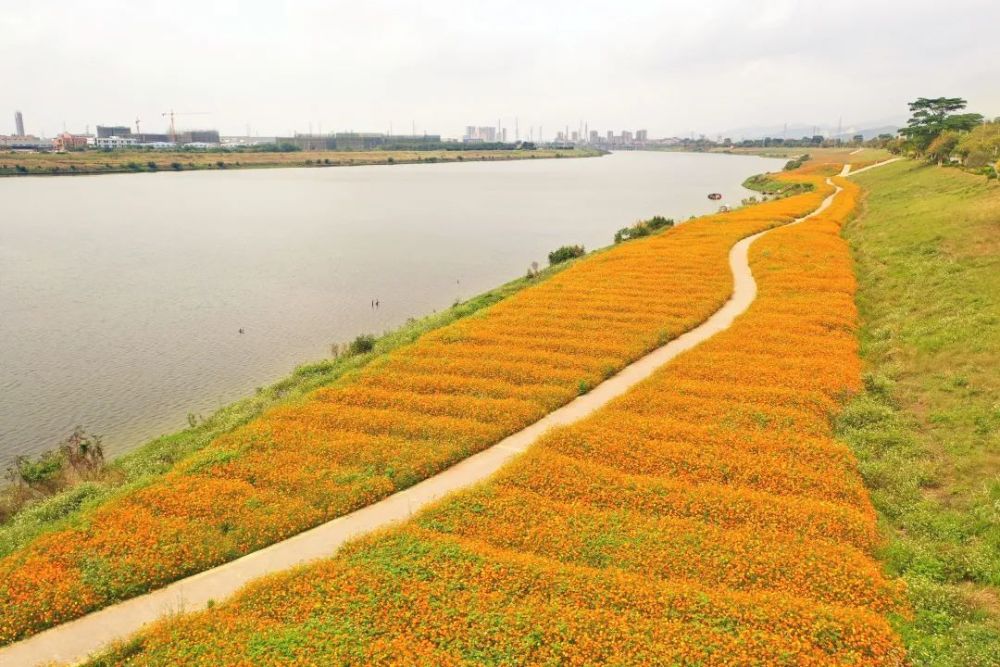 惊艳全国三水芦苞花海登上央视快来打卡同款美景
