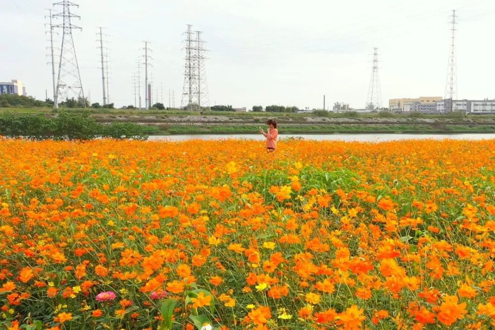 惊艳全国三水芦苞花海登上央视快来打卡同款美景
