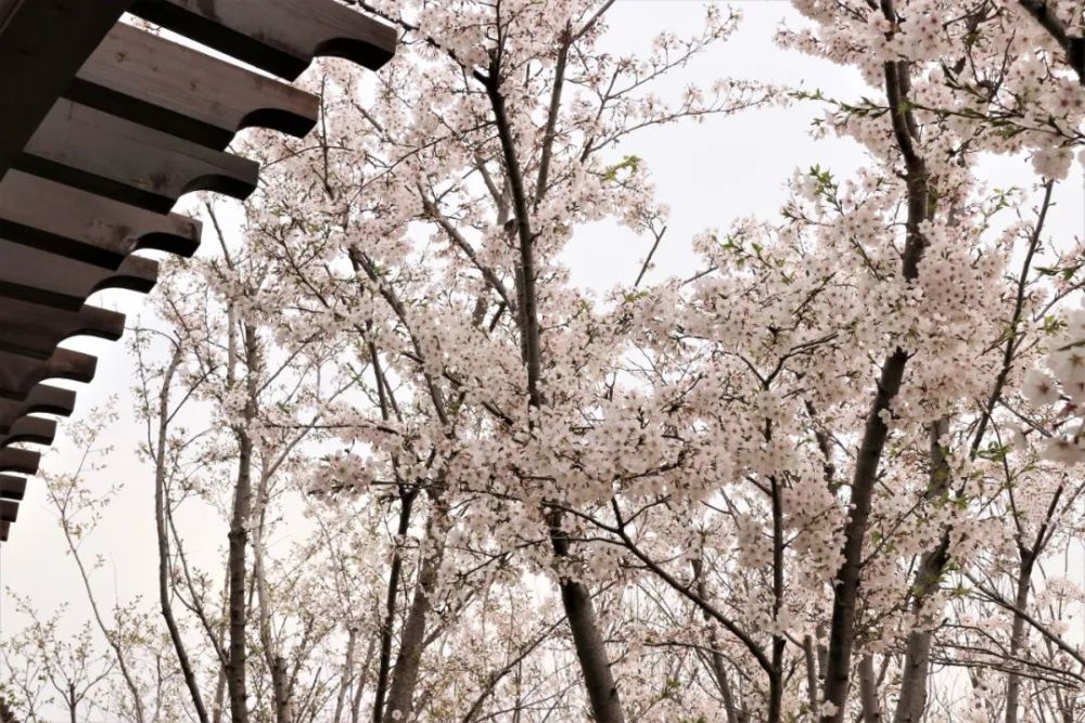 走起大厂潮白河樱花公园赏花去喽