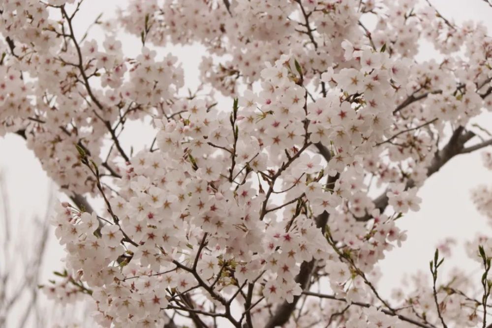 走起大厂潮白河樱花公园赏花去喽